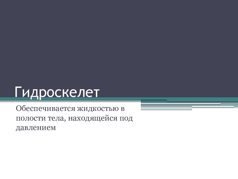 Д наличие гидроскелета. Гидроскелет. Наличие гидроскелета. Функция гидроскелет.