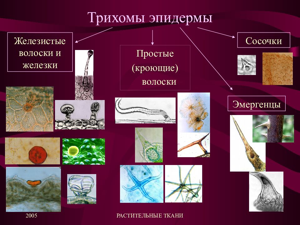 Типы волосков