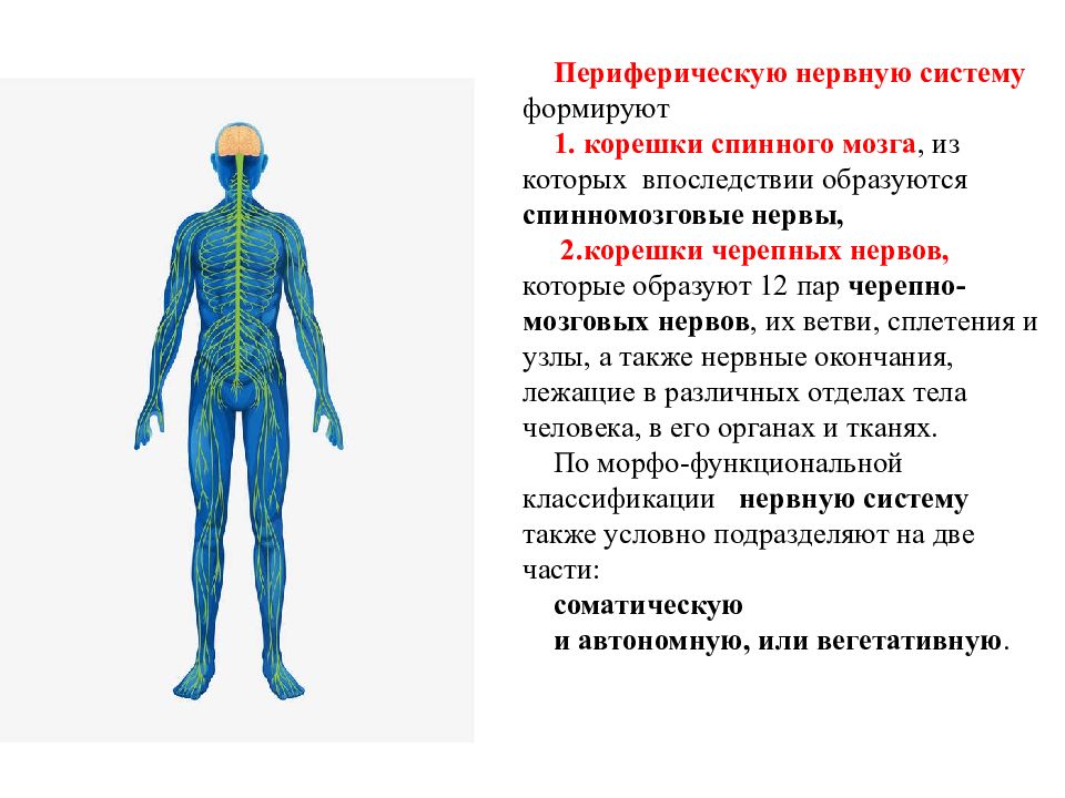 Заболевания периферической нервной