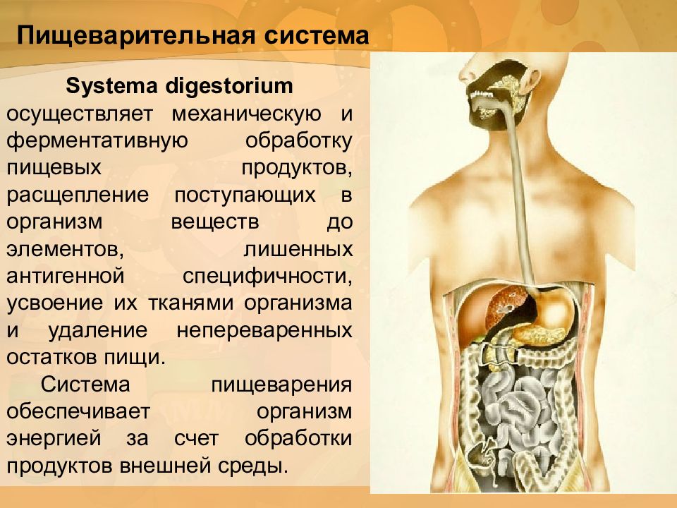 Проблемы пищеварительной системы. Пищеварительная система человека. Органы пищеварительной системы человека. Функциональная анатомия пищеварительной системы. Общий план строения пищеварительной системы.