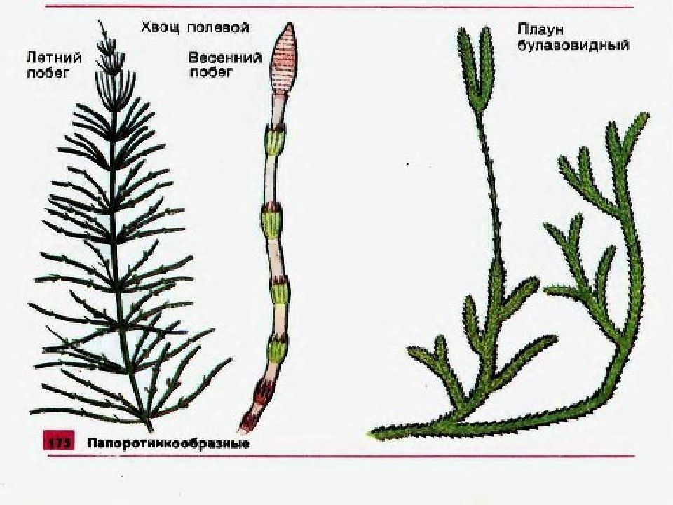 Плауны строение рисунок