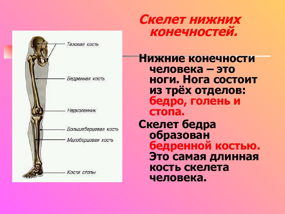 3 отдела тела и три. Скелет нижних конечностей. Скелет нижней конечности человека. Келет нижних конечнсотей. Скелет нижнеконечности.