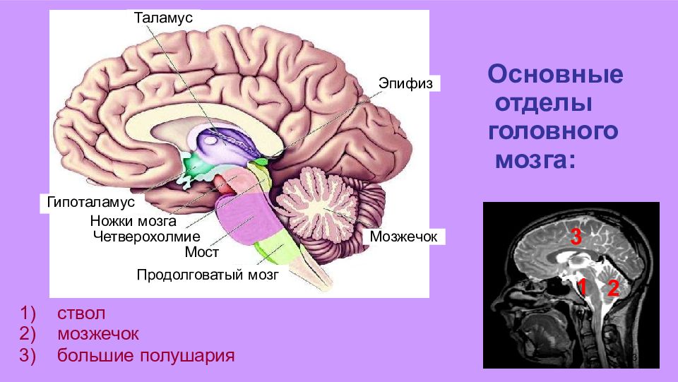 Мост головного мозга рисунок