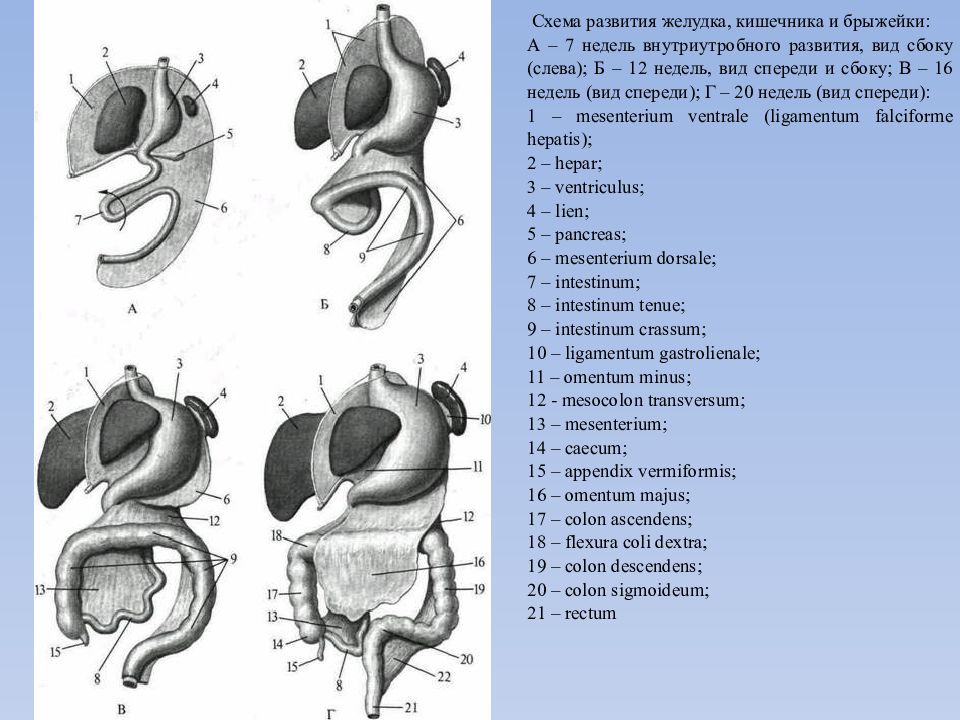 Развитие желудка. Развитие желудка схема. Производные дорсальной и вентральной брыжейки.