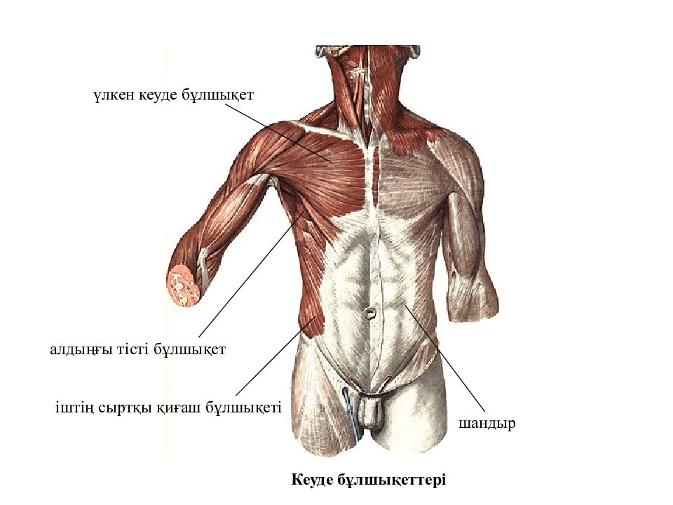 Бұлшық ет. Көкет бұлшықеттері. Бұлшық ет презентация. Бұлшық еттер фото.