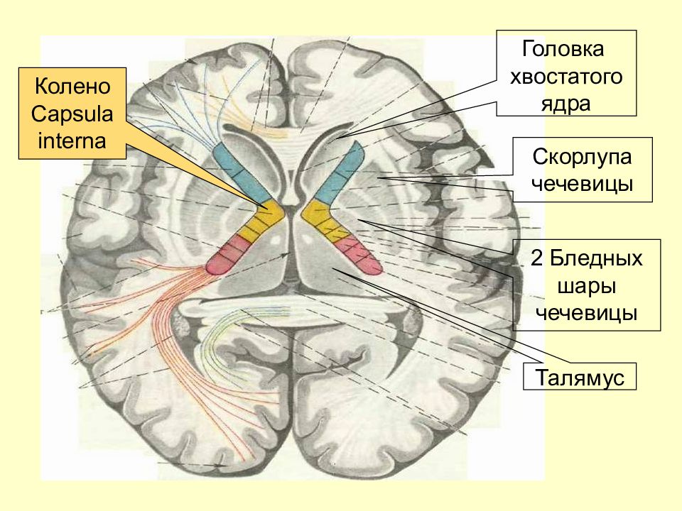 Колено внутренней капсулы. Проводящие пути внутренней капсулы. Внутренняя капсула мозга. Внутренняя капсула и базальные ядра схема. Изменение в базальных отделах