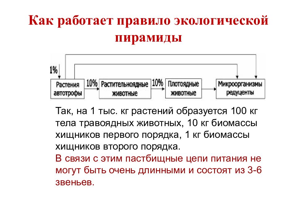 Презентация потоки вещества и энергии в экосистеме 9 класс биология