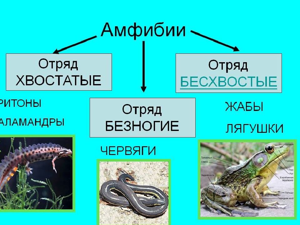 5 земноводных. Отряды хвостатых, бесхвостых,безногих земноводных. Отряд хвостатые отряд бесхвостые отряд безногие. Отряд бесхвостые земноводных безногих. Классы земноводных и их представители.