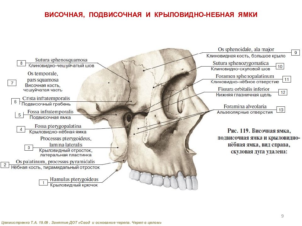 Височная впадина картинка