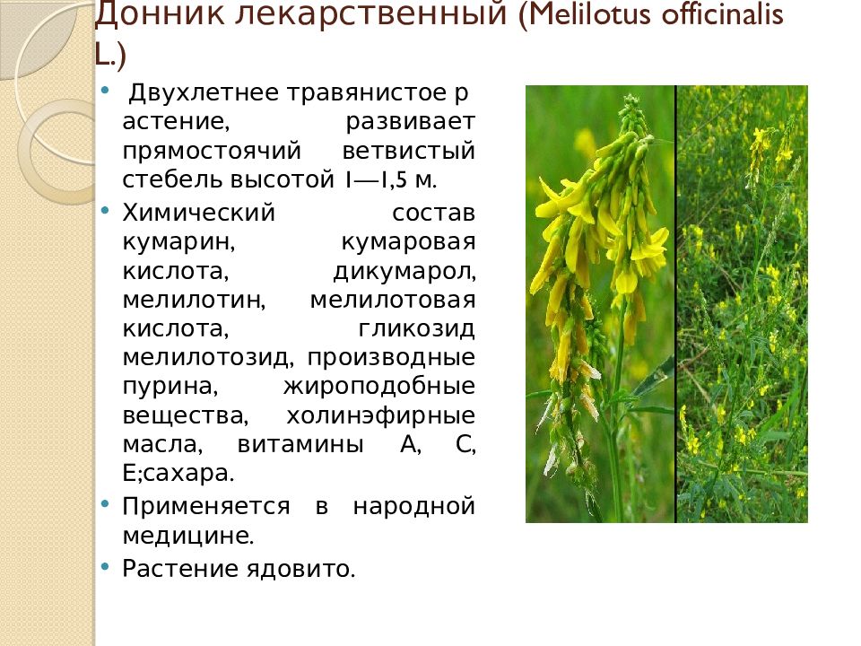 Какой стебель у бобовых. Донник лекарственный (Melilotus officinalis). Донник бобовые. Формула донника лекарственного. Донник лекарственный семейство бобовые.