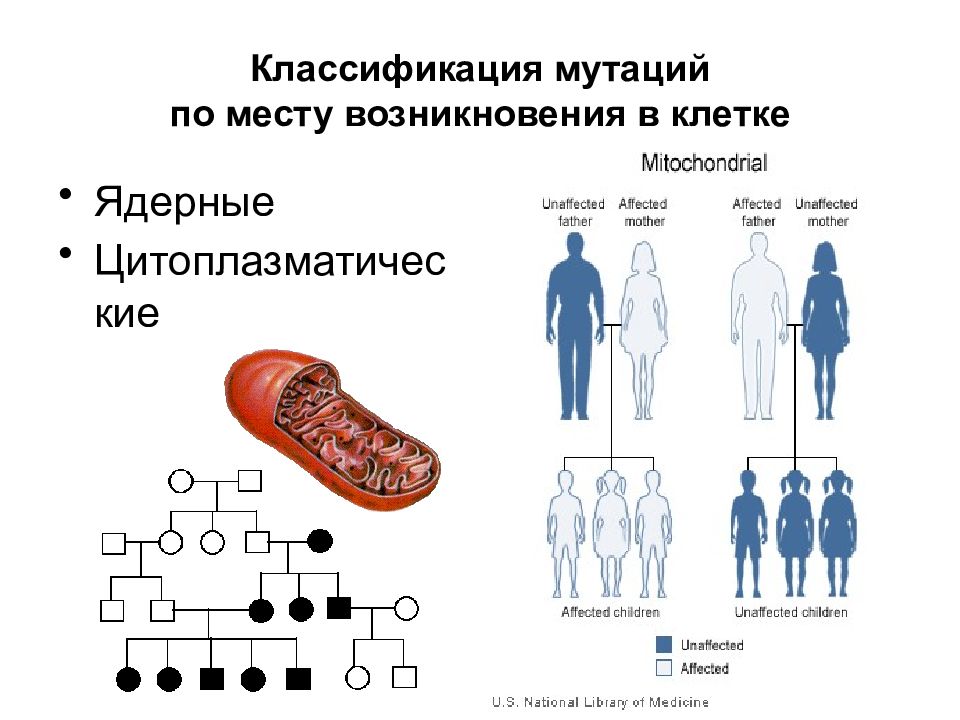 Презентация по наследственным заболеваниям