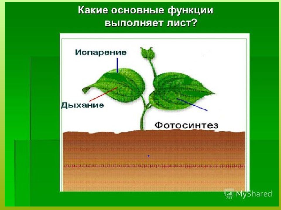 Фотосинтез транспирация