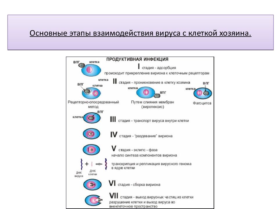 Стадии взаимодействия вируса с клеткой. Опишите типы взаимодействия вируса с клеткой. Этапы взаимодействия вируса с клеткой. Принцип взаимодействия вируса и клетки. Каков принцип взаимодействия вируса и клетки.