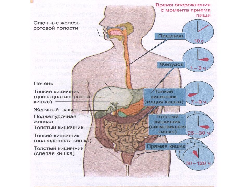 Движение пищи. Атлас пищеварительной системы человека. Отделы пищеварительной системы физиология. Пищеварительные ферменты физиология пищеварения. Строение пищеварительной системы человека физиология.