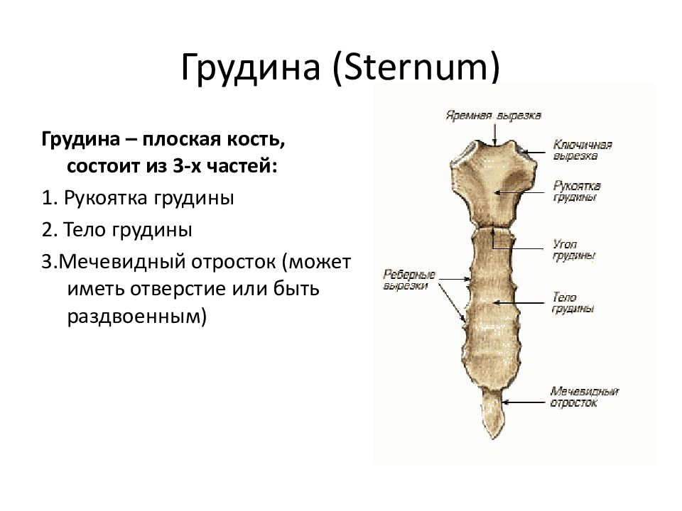 Трубчатая грудная кость. Скелет туловища человека анатомия. Грудная кость.