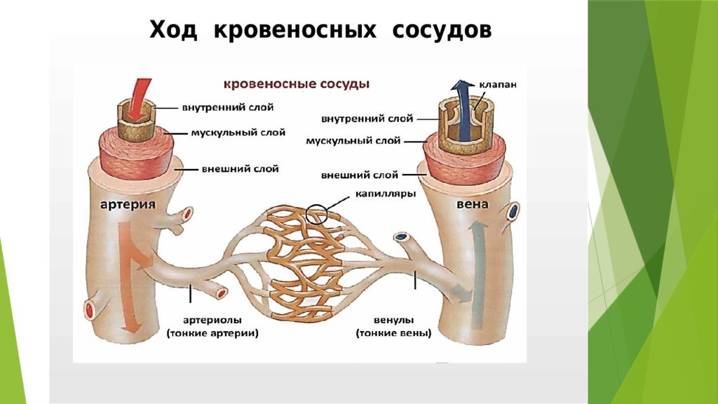 Артерии вены капилляры картинки