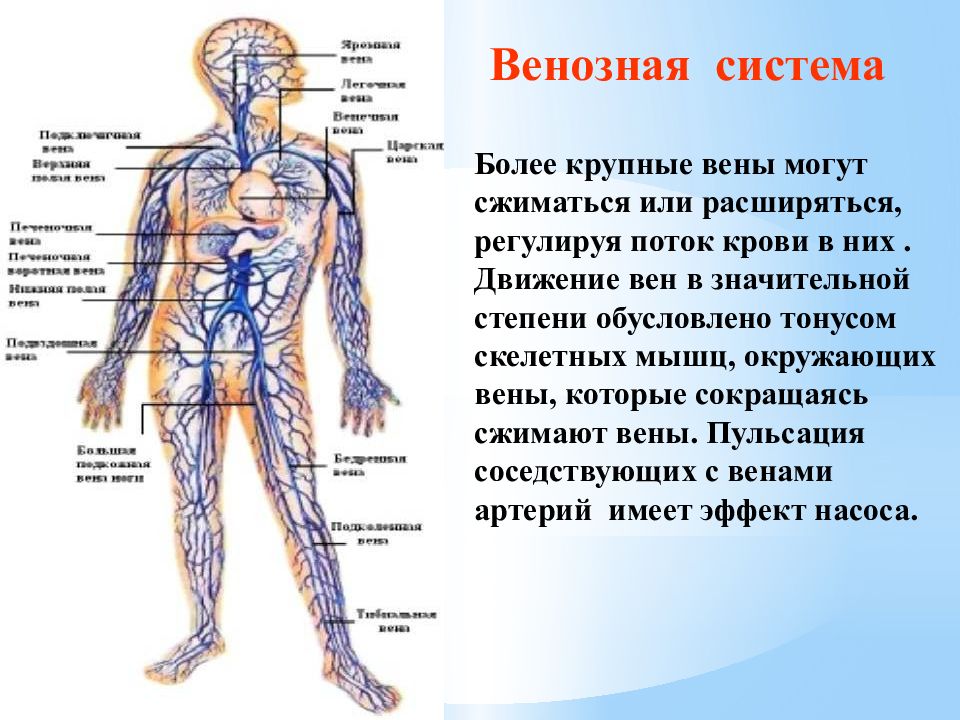 Презентация венозная система человека