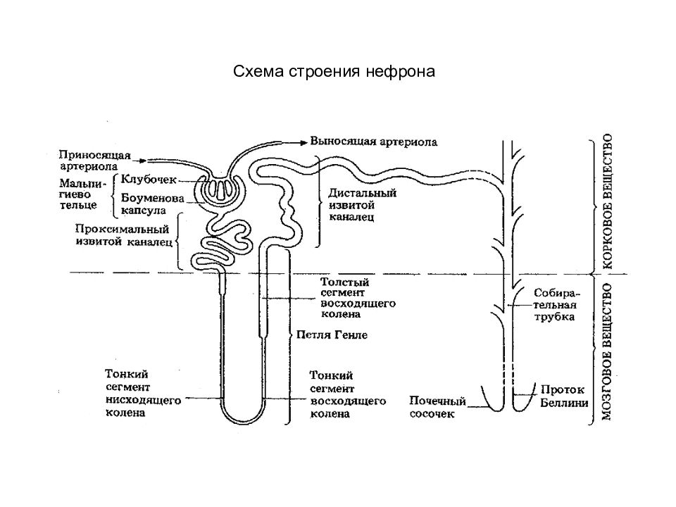 Структуры почечных канальцев. Нефрон строение рисунок гистология. Строение нефрона почки человека. Структура нефрона схема. Почечный нефрон схема.