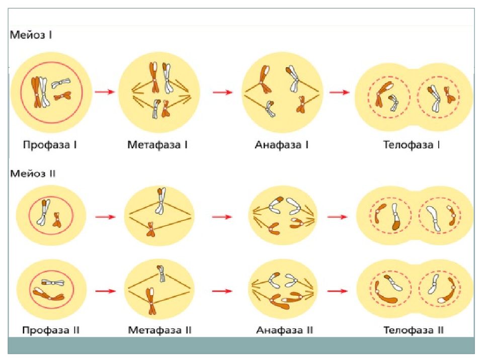 Митоз и мейоз в картинках