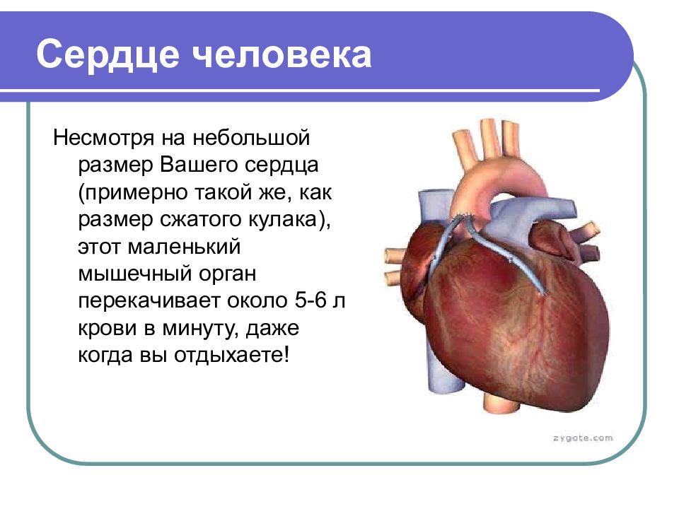 Презентация про сердце 3 класс