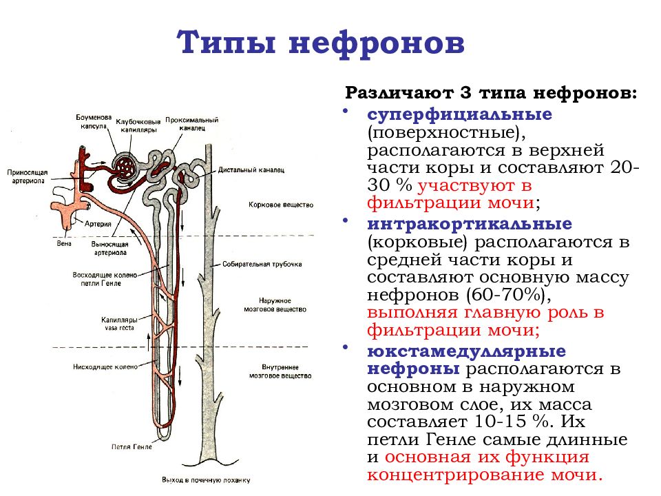 Части нефрона. Схема основных процессов в нефроне. Отделы нефрона физиология. Проксимальный отдел нефрона. Отделы нефрона и его функции.