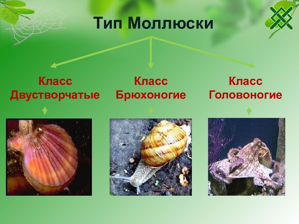 Моллюски тема по биологии 7 класс. Брюхоногие и двустворчатые моллюски. Тип моллюски двустворчатые. Информация о моллюсках. Тип моллюски класс двустворчатые.