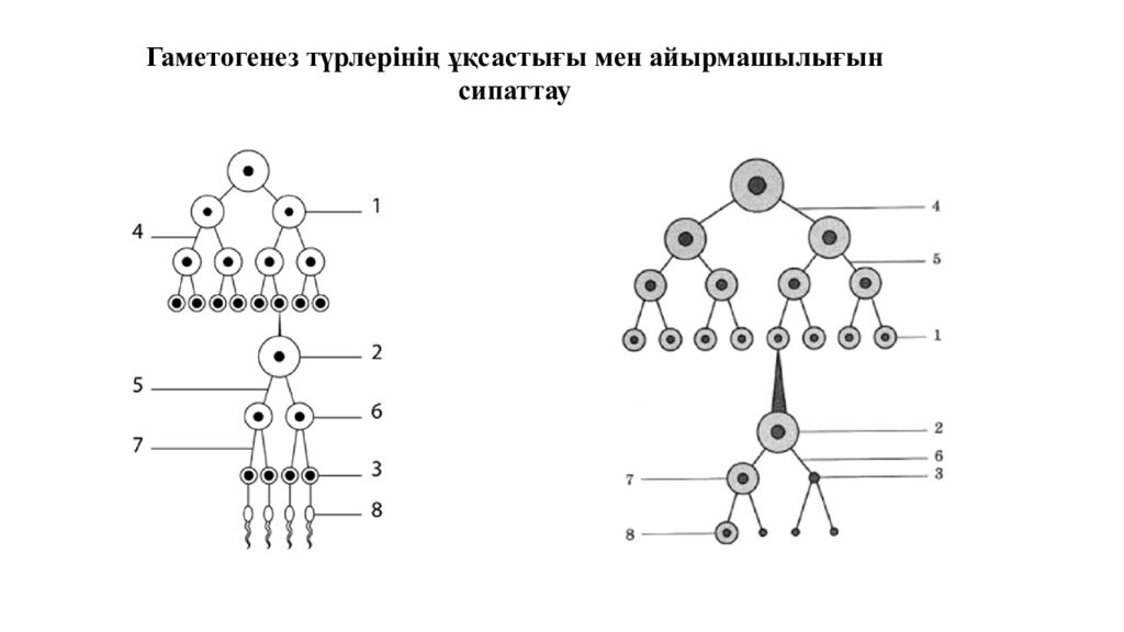 Гаметогенез. Адам гаметогенезінің сатылары. Сперматогенез бен оогенезді
