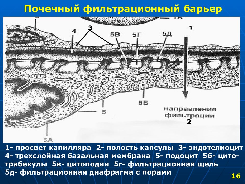 Фильтрационная мембрана почки схема