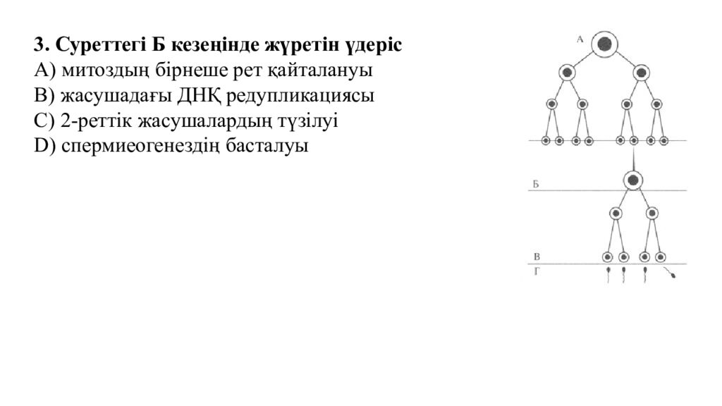 Гаметогенез. Адам гаметогенезінің сатылары. Сперматогенез бен оогенезді