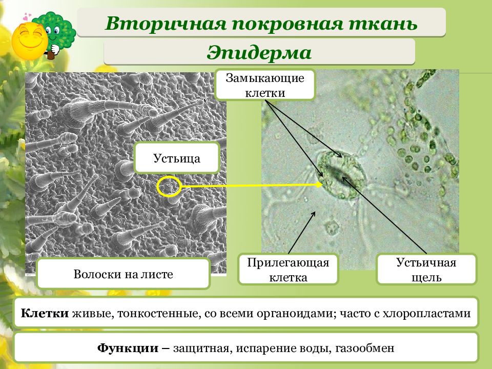 Зарисуйте вид кожицы листа под микроскопом отдельно зарисуйте устьице сделайте надписи к рисункам