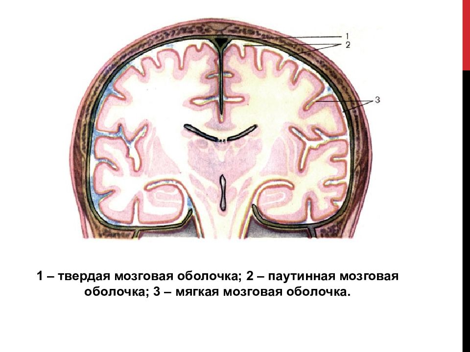 Длинные отростки головного мозга. Арахноидальная оболочка головного мозга. Паутинная и мягкая мозговые оболочки. Паутинная оболочка головного мозга. Строение оболочек головного мозга мягкая паутинная твердая.