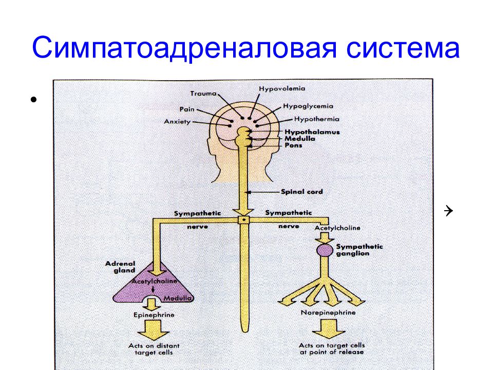 Симпатоадреналовая система схема