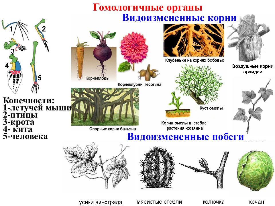 Аналогичные и гомологичные органы презентация