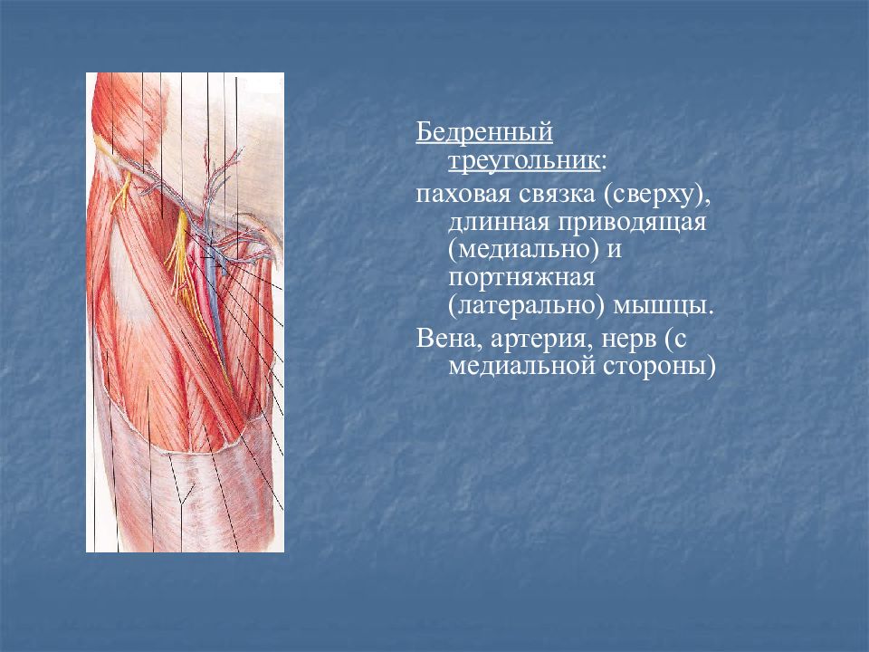 Пахово бедренная связка. Треугольник бедренная Вена. Бедренный треугольник топография. Бедренный треугольник топографическая анатомия. Бедренный треугольник мышцы.