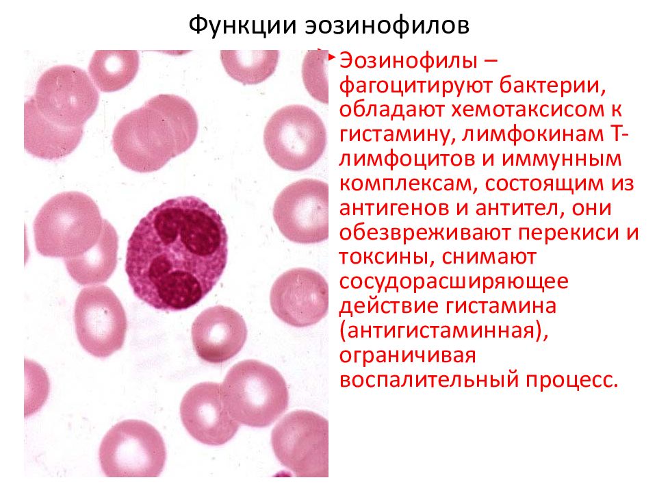 Значения эозинофилов. Эозинофилы 6,10. Норма эозинофилов в периферической крови. Эозинофилы функции гистология. Эозинофилы строение гистология.