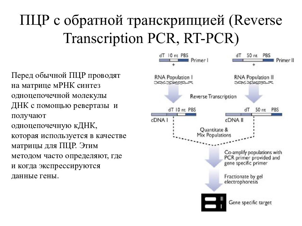 Преимущества пцр. ПЦР С обратной транскрипцией. Полимеразная цепная реакция в режиме реального времени. Полимеразная цепная реакция (ПЦР). Использование ПЦР С обратной транскрипцией.