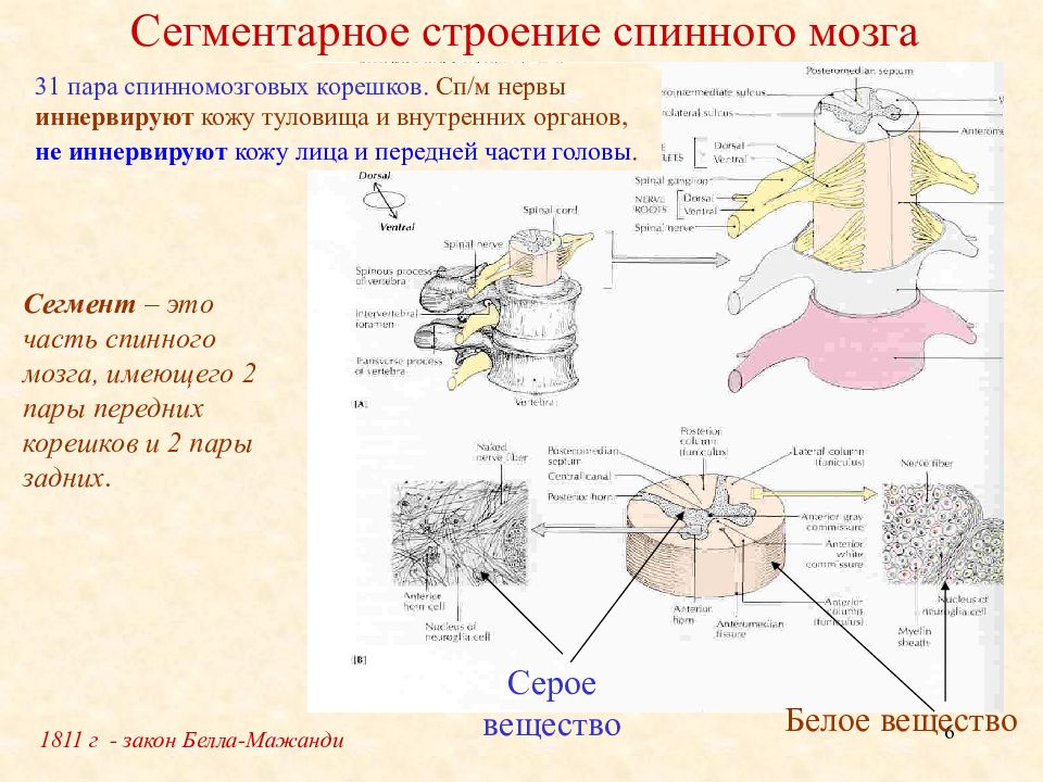 Дайте характеристику спинного мозга. Строение и функции спинного мозга человека биология. Строение спинного мозга 8. Строение спинного мозга срез анатомия. Рис 60 строение спинного мозга.