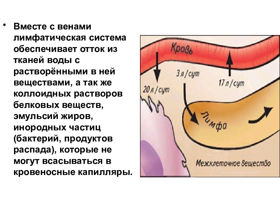 Вода в тканях 4. Вместе с венами лимфатическая система. Всасывание коллоидов в лимфат систему. Лимфатической системой происходит всасывание продуктов распада. Обеспечивает отток тканевой жидкости.