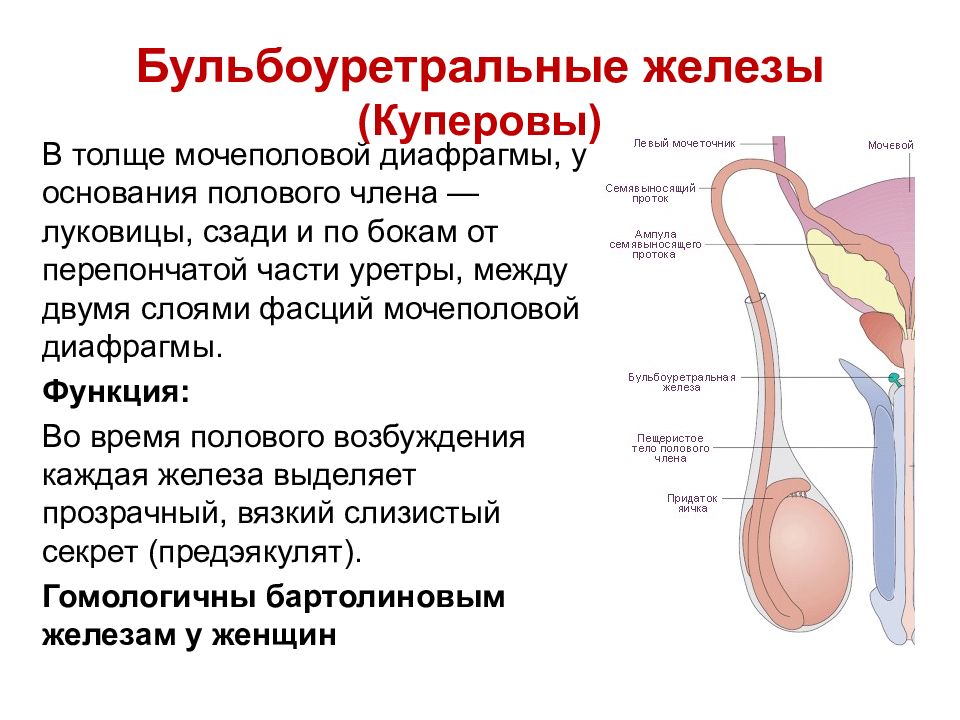 Презентация на тему половой член