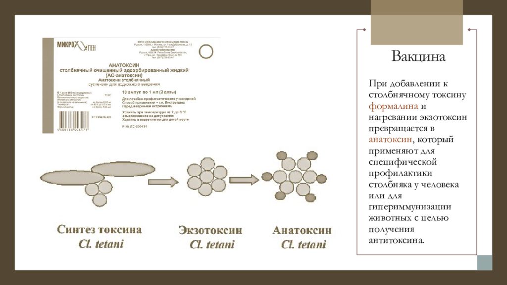 Схема получения экзотоксина и анатоксина