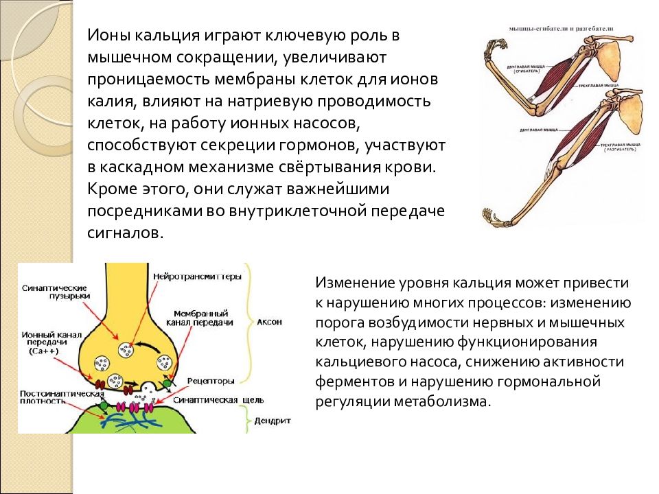 Орган выполняющий функцию сокращения. Функции ионов кальция. Роль ионов калия в мышечном сокращении. Роль ионов кальция в регуляции мышечного сокращения. Участие кальция в сокращении мышц.