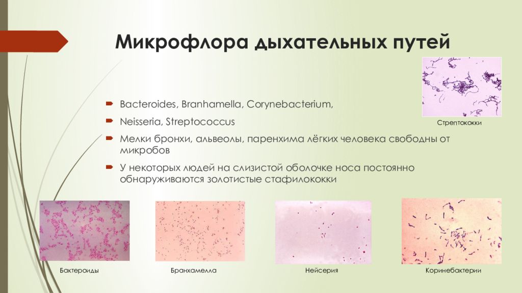 Микрофлора организма