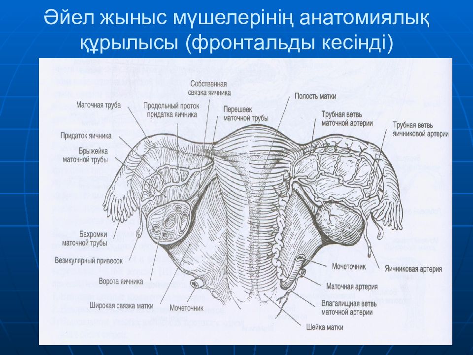 Женские органы строение. Строение женских.половых органов сбоку. Топографическая анатомия матки и придатков. Анатомическая схема женских половых органов. Строение женских.половых органов схема.