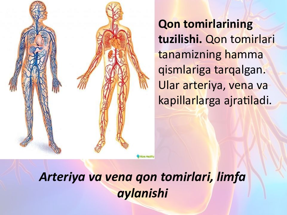 Katta va kichik qon aylanish doirasi Arteriya va vena qon tomirlari, limfa aylanishi