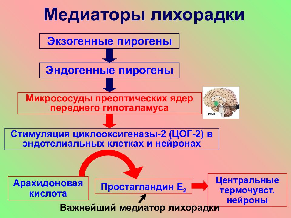 Лихорадка патофизиология презентация