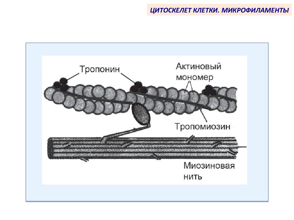 Клеточный нитей. Микрофиламенты цитоскелета. Микрофиламенты строение и функции. Актиновые филаменты строение. Микрофиламенты в растительной клетке.