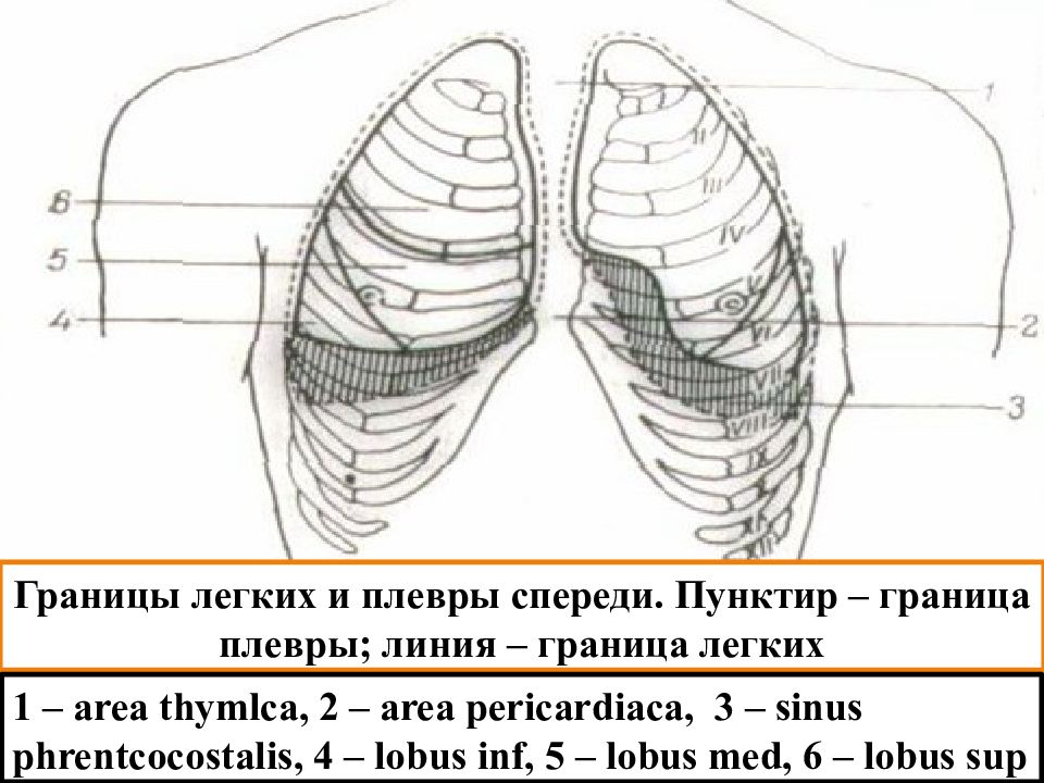 Границы легких. Границы легких и плевры. Проекция легких и плевры. Границы плевры по линиям. Плеврит границы легких.