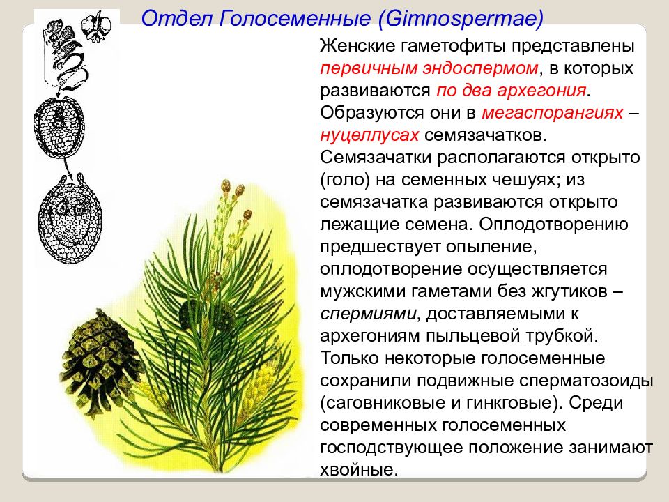 Голосеменные растения рисунок с подписями