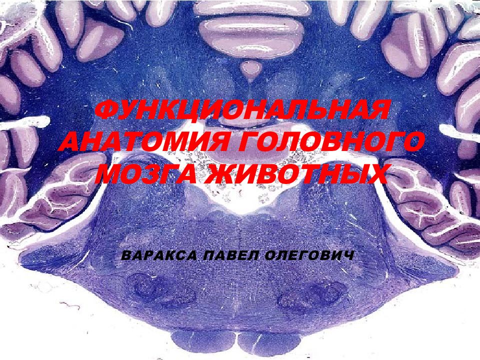 Функциональная анатомия головного мозга животных