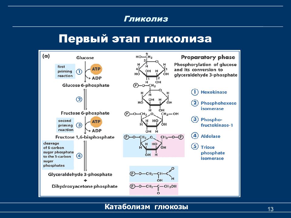 Схема гликолиза биохимия